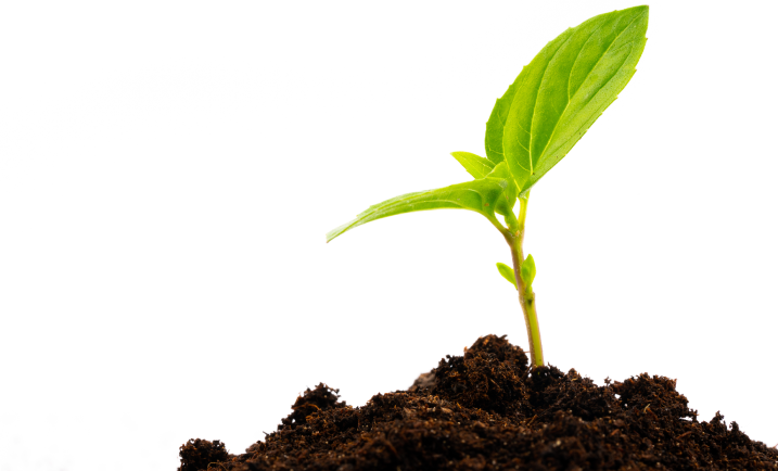 planta